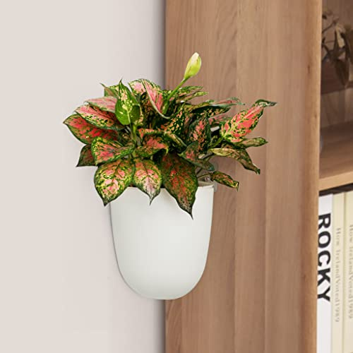ORIMERC 2 Stück Eck-Wand-Hänge-Pflanzgefäß, selbstwässernd, dreieckig, Kunststoff, dekorativ, Pflanzgefäß, Halter für Sukkulenten, Innen- und Außenbereich, Zuhause, Büro, afrikanisches Violett, Weiß
