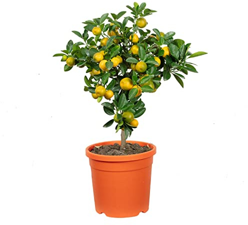 Calamondinorange - Citrofortunella microcarpa - Höhe ca. 46 cm, Topf-Ø 19 cm