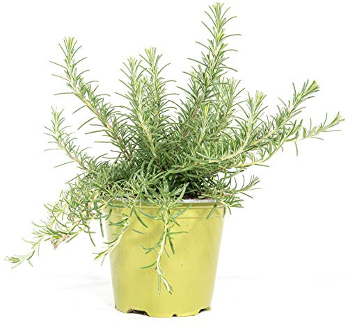 mgc24 Rosmarin hängend, echte Kräuterpflanzen im 14-cm-Topf, 3 Stück | Rosmarinus prostratus, Höhe ca. 10 cm, frische Topfpflanze, hängender Wuchs, aromatisches Küchenkraut für Balkon und Kübel