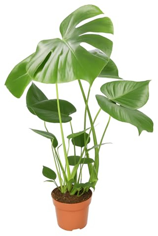 Monstera deliciosa | Fensterblatt | ca. 55-70 cm | ø 12-15 cm Topf | Pflegeleichte Zimmerpflanzen für Wohnung und Büro | Qualität vom Pflanzen Profi | Ideale Raumbegrünung
