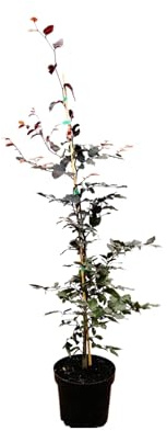 Blutbuche 100-125 cm Topf Fagus sylvatica winterhart Heckenpflanze | Aufrecht breiter Wuchs, dunkelrotes Laub, sommergrün, sonnig bis halbschattig, Solitär, Hecke, Windschutz
