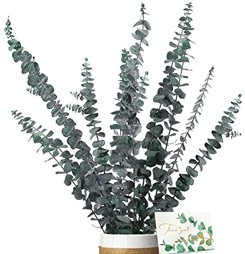 Eukalyptus Getrocknet - Natürliche Trockenblumen, 11 Stück Set Enthält Grußkarten, Eukalyptus echt ewig Haltbare Trockenblumen, Dekoration für die perfekte Hochzeit、Blumen Arrangements Heim Decor