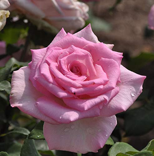 Edelrose Beverly 30-60cm