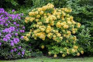 Gelbe Azalee Rhododendron luteum Goldpracht 40-60 cm winterhart | Halbschattiger Standort, duftende Bluete, ideal fuer Beet und Terrasse, bienenfreundlich, robust