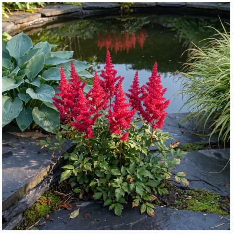 Stauden Gänge 3 x Astilbe arendsii 'Astary Red' Prachtspiere rot kompakt | Prachtspiere 30-40 cm - karminrote Rispen Ende Juni bis August, für feuchte Beete und Kübel, 9x9 cm Topf