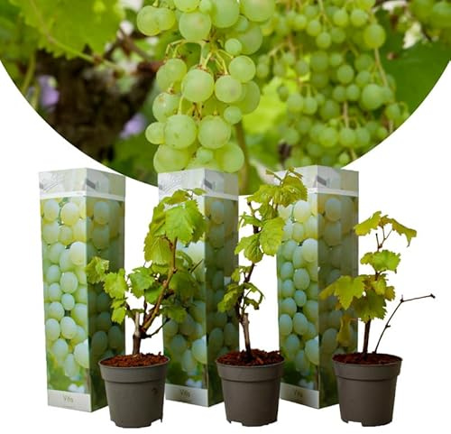 Vitis vinifera Chardonnay - 3er Set Weinreben - Winterharte Rebstöcke im 9cm Topf - 25-40cm hoch - Perfekt für Weinbau & Garten
