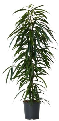 Plant in a Box - Ficus Binnendijckii Alii - Echte Zimmerpflanzen groß - Geigenpflanze - Topf 21cm - Höhe 100-110cm