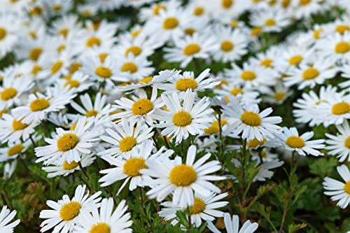 6000 Samen Wiesen Margerite Wild Blume Bienenmagnet Schmetterlinge Garten