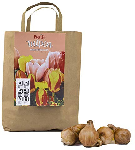 Buntes Set aus 50 Tulpen Zwiebeln in Geschenkverpackung - Frühjahrsblüher, winterharte Knollen - blühen in verschiedenen Farben (50 Tulpen Zwiebeln)