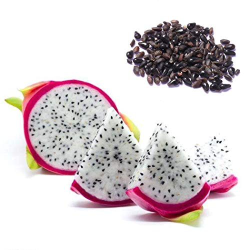 10 Samen Drachenfrucht Kaktus, frisches Saatgut Pitahaya, Pitaya, Dragon Fruit, Selenicereus undatus, schnellwüchsige Kakteen, Obst, mehrjährig, essbares süßes Fruchtfleisch, exotische Samen