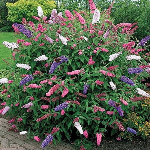 1 x Buddleia dreifarbiger Schmetterlingsstrauch gemischte Farben gesunde Gartenpflanze im 17cm Topf