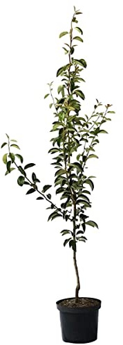 Birnenbaum Williams Christ Herbstbirne Tafelbirne Buschbaum 110-140 cm 9,5 Liter Topf Quitte A