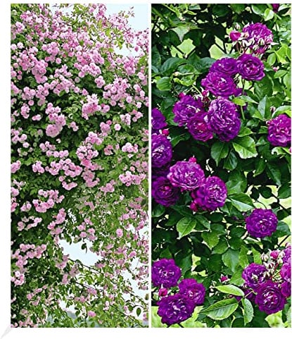 BALDUR Garten 2er Rambler-Rosen-Kollektion blau und rosa, Pflanzen wurzelballiert, Kletterrose winterhart, mehrjährige Kletterpflanzen, duftend, blühend, schnell wachsend, Rosa Hybride, Schlingrosen