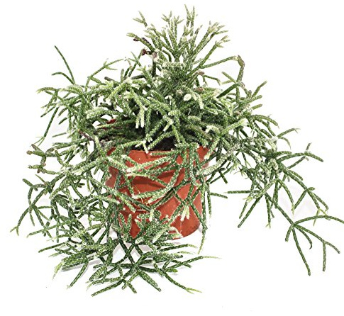 Rhipsalis pilocarpa - Korallenkaktus - im 12cm Topf