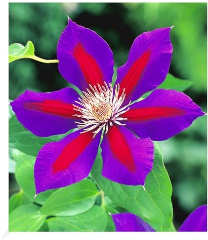 BALDUR Garten 1x Waldrebe Clematis 'Etoile de Malicorne' winterhart, Pflanze im 9x9 cm-Topf, Klematis, mehrjährige blühende Kletterpflanze, bienen- und schmetterlingsfreundlich, Clematis Hybride