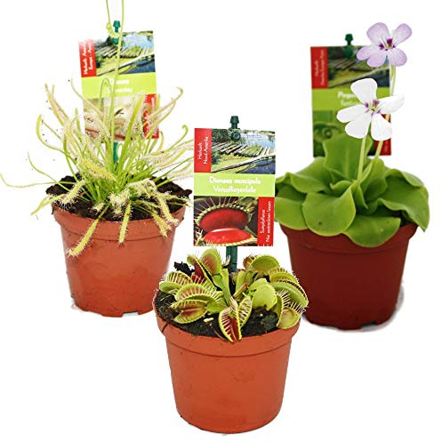 Starter Set Fleischfressende Pflanzen - 3 Pflanzen