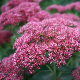 Sedum telephium 'Herbstfreude' – Winterhart, Mehrjährig, Pflegeleicht – Fetthenne – Beetstaude für Beet & Kübel