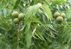 Schwarznussbaum 50 Samen-Nüsse 'Juglans nigra' WinterharteRarität