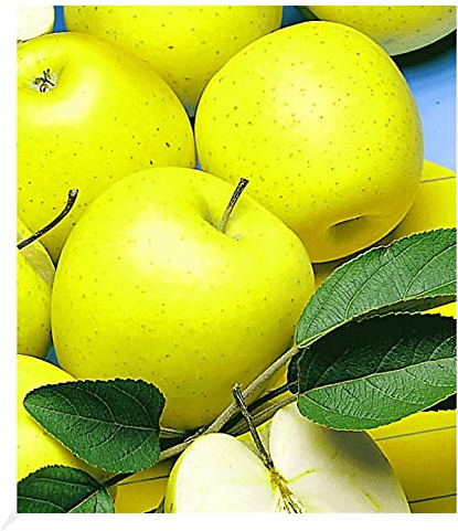 BALDUR Garten 1x Säulen-Apfel 'Golden Delicious', Pflanze wurzelballiert, Apfelbaum, winterhart, platzsparende Säule für kleine Gärten, Balkone & Terrassen, Wasserbedarf gering, Malus domestica