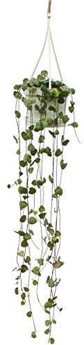Zimmerpflanze zum Hängen Ceropegia woodii Leuchterblume 10cm Ampel