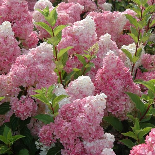 Rispenhortensie Vanilla Fraise cremeweiß-rosa- purpurrot - Hortensie winterhart & mehrjährig - Hydrangea paniculata - 1 Pflanze von Garten Schlüter - Pflanzen in Top Qualität