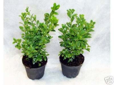 50 Buchsbaum Pflanzen im Topf, Buxus sempervirens, Höhe: 15-20 cm
