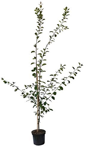 Pflaumenbaum Königin Viktoria sehr saftige selbstfruchtbare Pflaume 110-140 cm Buschbaum 9,5 L Topf