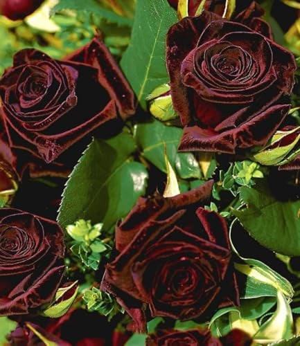 BALDUR Garten 1x Edelrose 'Black Baccara®', Pflanze wurzelballiert, fast schwarze Rose, winterhart, mehrjährig, blühend, duftend, Schnittblume, Schnittrose, Rosa Hybride, Edelrose