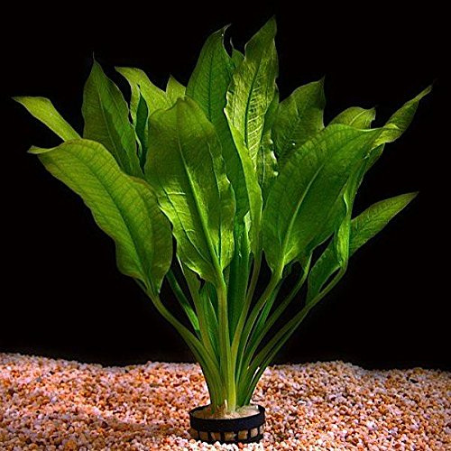 Lebende Aquarium-Pflanze „Echinodorus bleheri"