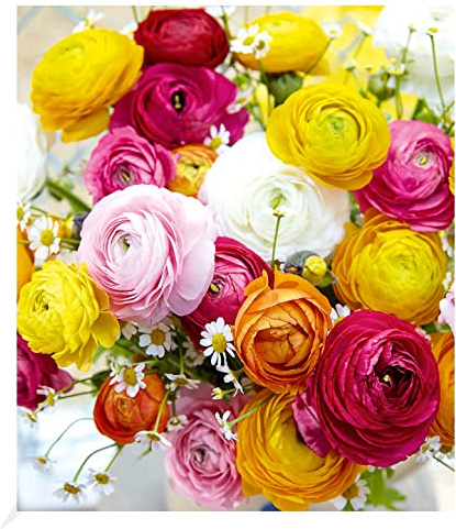BALDUR Garten 10x Gefüllte Ranunkeln, Zwiebeln mit Umfang 4-5 cm, Blumenzwiebeln, Ranunculus asiaticus, winterhart, Wasserbedarf gering, blühend, Schnittblume, Frühjahrsblüher