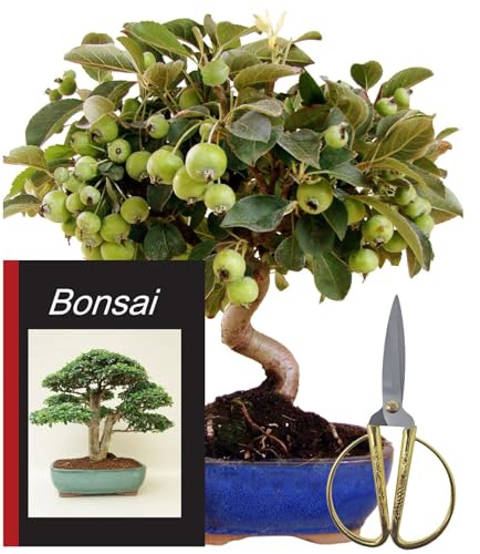 Genki-Bonsai Freiland Starterset Apfelbaum ca. 30–35 cm – 4-teiliges Bonsai Komplettset mit Schere, Untersetzer & Bonsaibuch – robuster Outdoor-Bonsai für Anfänger & Fortgeschrittene vom Fachhändler