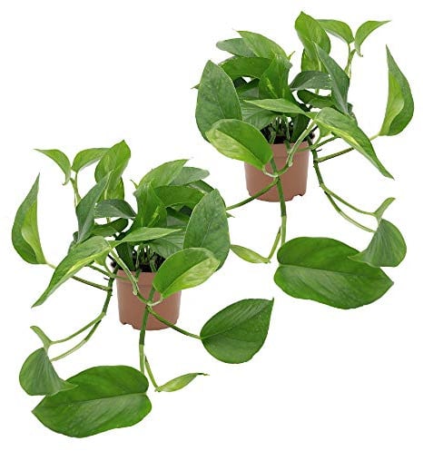 Dominik Blumen und Pflanzen, Efeutute, Epipremnum aureum, 2 Pflanzen, Zimmerpflanzen, rankend, Ampelpflanzen