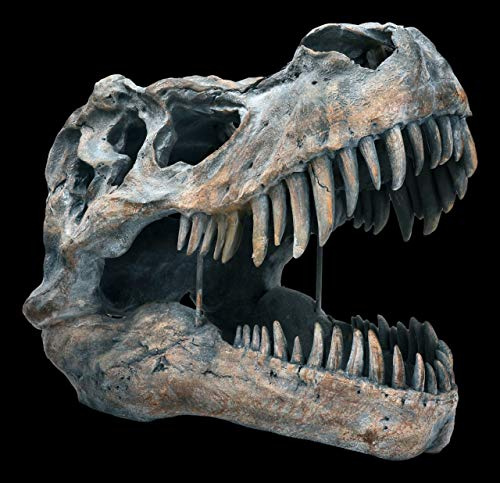 Figuren-Shop.de Tyrannosaurus Rex Totenkopf - groß - Deko Figur Wandrelief