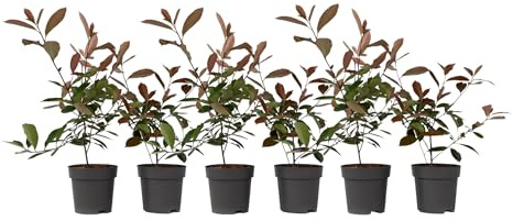 Plant in a Box - Photinia fraseri 'Rotkehlchen' - Glanzmispel Pflanze - 6er Set - Rote Blätter - Topf 17cm - Höhe 30-40cm