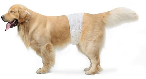 Amazon Basics Hundewindel für Rüden, Einwegwindeln, Größe L, Weiß, 50 Stück