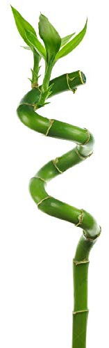 5 x Lucky Bamboo 30cm Spiralstiele Für innen Pflanze Topg Garten Fensterbank Schüssel