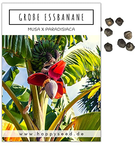 Große Essbanane Samen (Musa x paradisiaca) - Exotische Banane ideal geeignet als Kübelpflanze Indoor und Outdoor