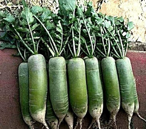 chin. grüner Rettich Samen, Green Luobo, Qingluobo, Spezialität aus Nordchina (100 Samen)
