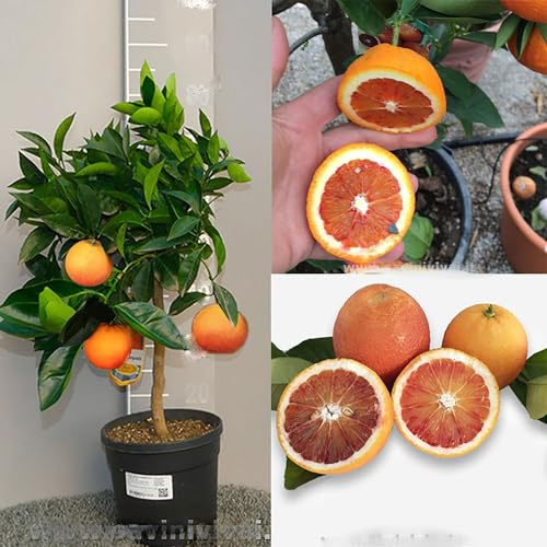 SAVINI VIVAI Orangenpflanze, Zitrusbaum Tarocco Sanguinello Orange im 20 cm Topf, Höhe 70 cm, 2-3 Jahre Veredelung, hergestellt in Italien