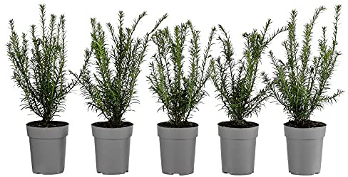 Dehner Europäische Eibe, für 1 Meter Hecke, ca. 30 cm, 5 x 2 l Topf, Heckenpflanze