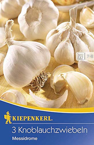 Kiepenkerl 611429 Knoblauchzwiebel Messidrome (3 Stück) (Wintersteckzwiebeln)