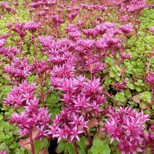 6x Teppich-Fetthenne 'Schorbuser Blut' - Sedum spurium 'Schorbuser Blut' - Topf 9x9cm - Steingartenpflanze