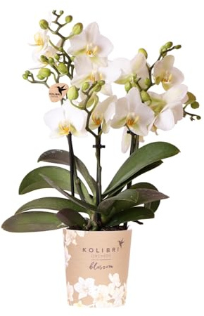 Kolibri Orchids | Weiße Phalaenopsis-Orchidee - Lausanne - Topfgröße Ø9cm | Blühende Zimmerpflanze - frisch vom Züchter