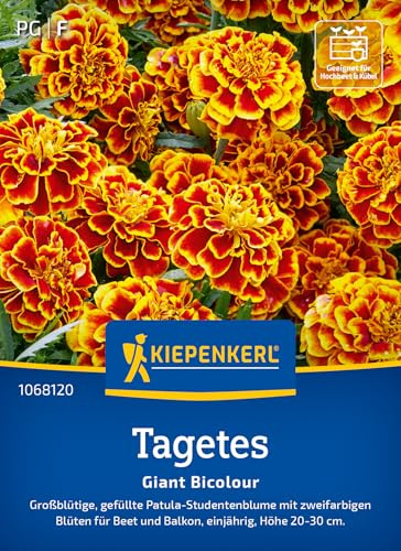 Kiepenkerl Tagetessamen Giant Bicolour 1068120, Sommerblumensaat | Großblütige, gefüllte Patula Studentenblume mit zweifarbigen Blüten, Wuchshöhe 20-30 cm, für Beet, Kübel & Balkonkasten