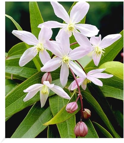 BALDUR Garten 1x Duft-Clematis 'Armandii' Waldrebe winterhart, Pflanze im 9x9 cm-Topf, Klematis, mehrjährige blühende Kletterpflanzen, bienen- und schmetterlingsfreundlich, blühend, Clematis Hybride