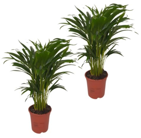 Goldfruchtpalme | 2er-Set | Dypsis lutescens | ca. 40-50 cm | ø 12-15cm Topf | Pflegeleichte Zimmerpflanzen für Wohnung und Büro | Qualität vom Pflanzen Profi | Ideale Raumbegrünung