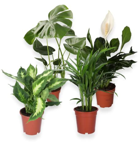 “Luftreiniger” Pflanzenset | 4er-Set | Monstera, Spathiphyllum, Dieffenbachia, Areca-Palme | ca. 40-70 cm | Ø 12-15 cm Topf | Pflegeleichte Zimmerpflanzen für Wohnung und Büro