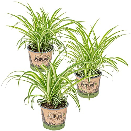 Bloomique - 3er-Set - Chlorophytum Variegatum - Grünlilie - Zimmerpflanzen - Luftreinigend - Tierfreundlich - Höhe 20-30 cm - Topf 12 cm