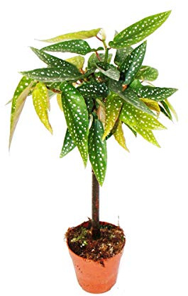 Tamaya-Begonie - Begonia albopicta - Begonien-Stämmchen - 9cm Topf