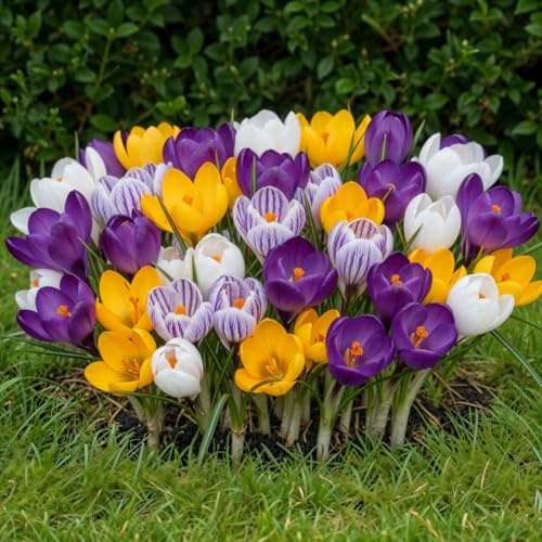 Riesen Krokusse Zwiebeln Winterhart Mehrjährig - 50 Blumenzwiebeln | Mix von 5 Sorten, Echte Pflanzen aus Holland, für Garten, Balkon und Topf (kein Samen, nicht künstlich)